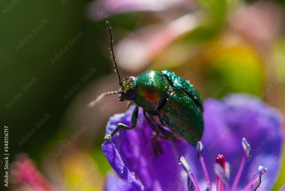 Fototapeta premium Close-up green shiny bud on petal of violet flower of wood cranesbil or woodland geranium