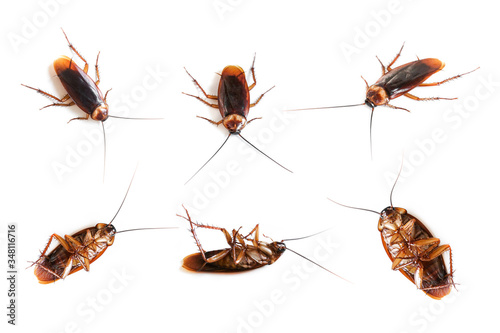 Many cockroach on isolated white background,Dead cockroachs on white