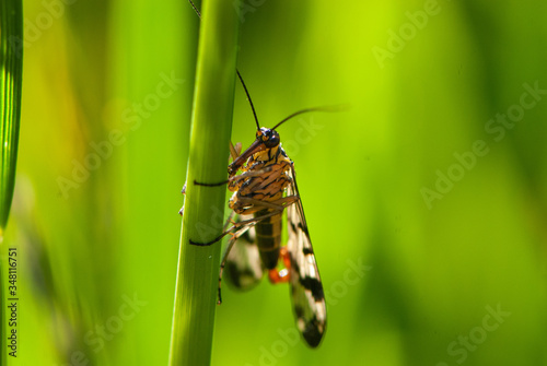 Close-up parasitoid wasp in grass on green background with negative space © Tatiana