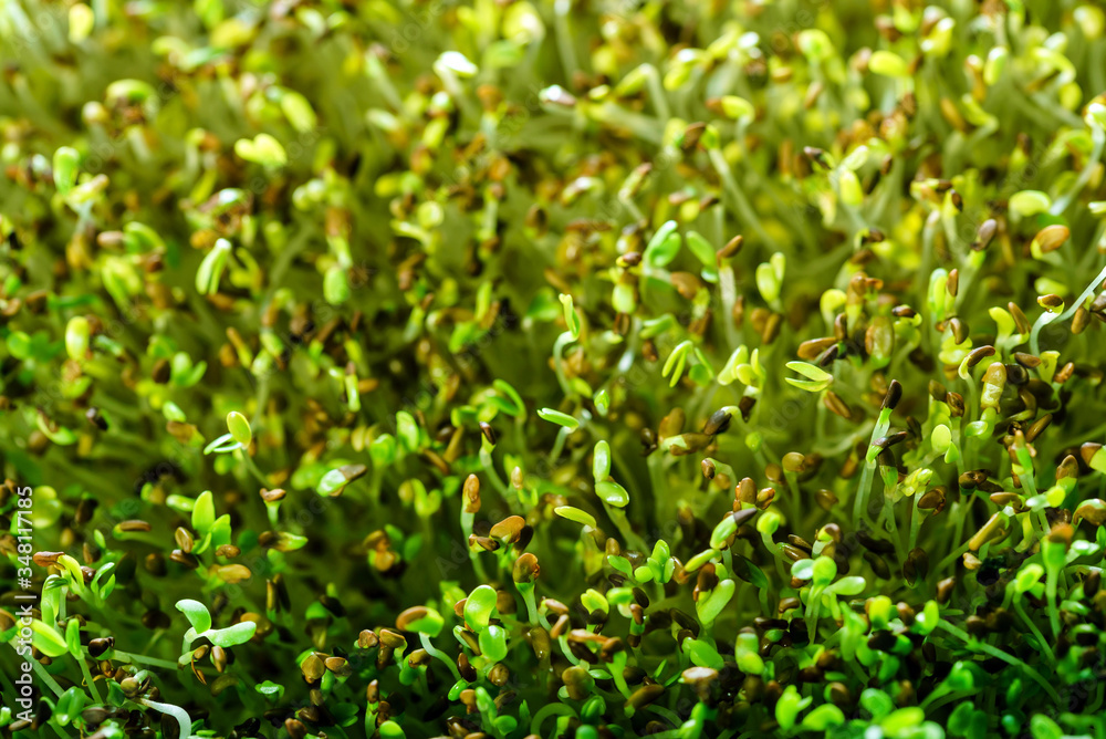 microgreen field microgreen field