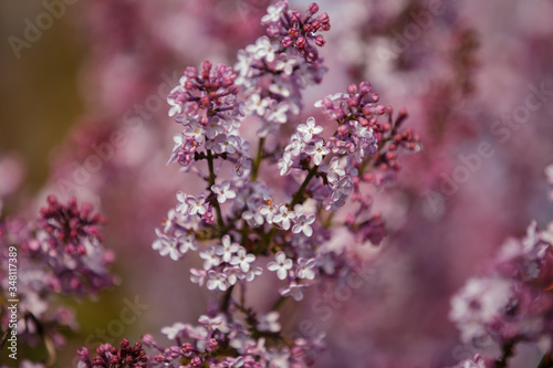 Pink lilac closeup for decoration design. Background, wallpaper. Space background. Beautiful spring garden