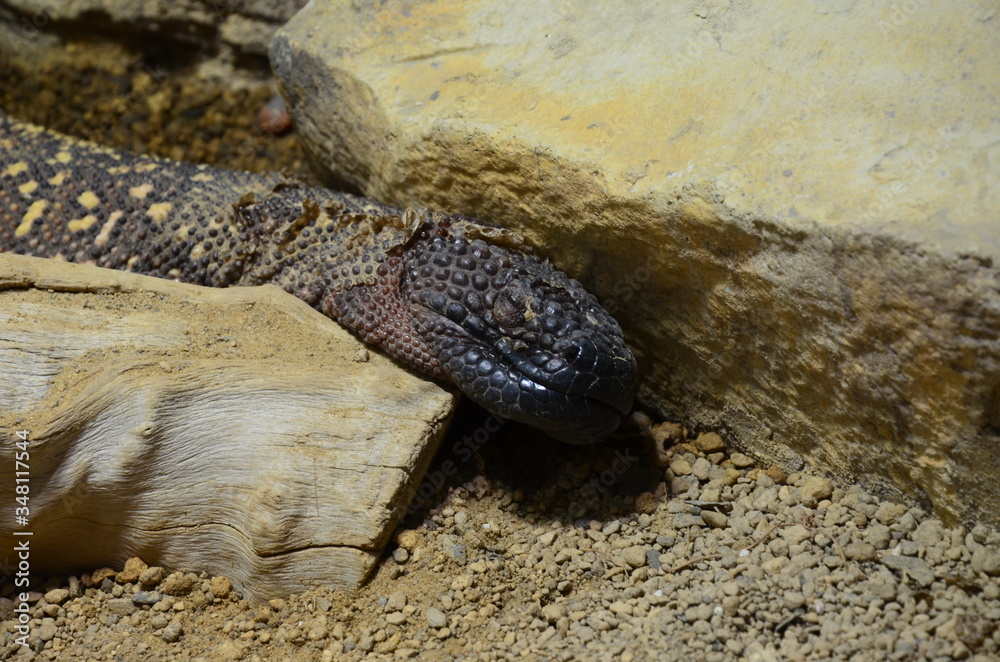 Fototapeta premium lizard at the zoo, Berlin (Germany)