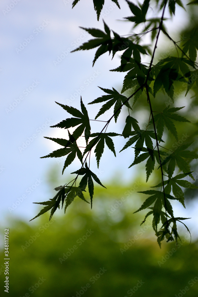 新緑 新緑