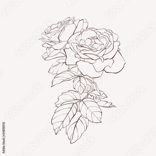 Sketch Floral Botany Collection. Roses flower drawings. Black and white with line art on white backgrounds. Hand Drawn Botanical Illustrations.