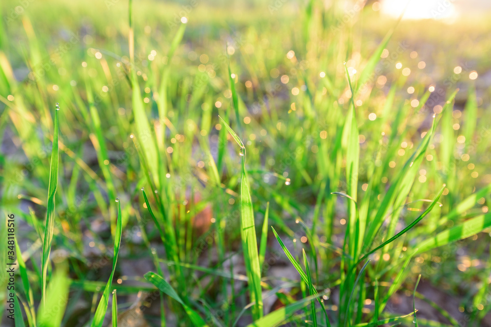 green fresh grass dew drops photo for abstract background. selective focus macro bokeh green fresh grass dew drops photo for abstract background. selective focus macro bokeh