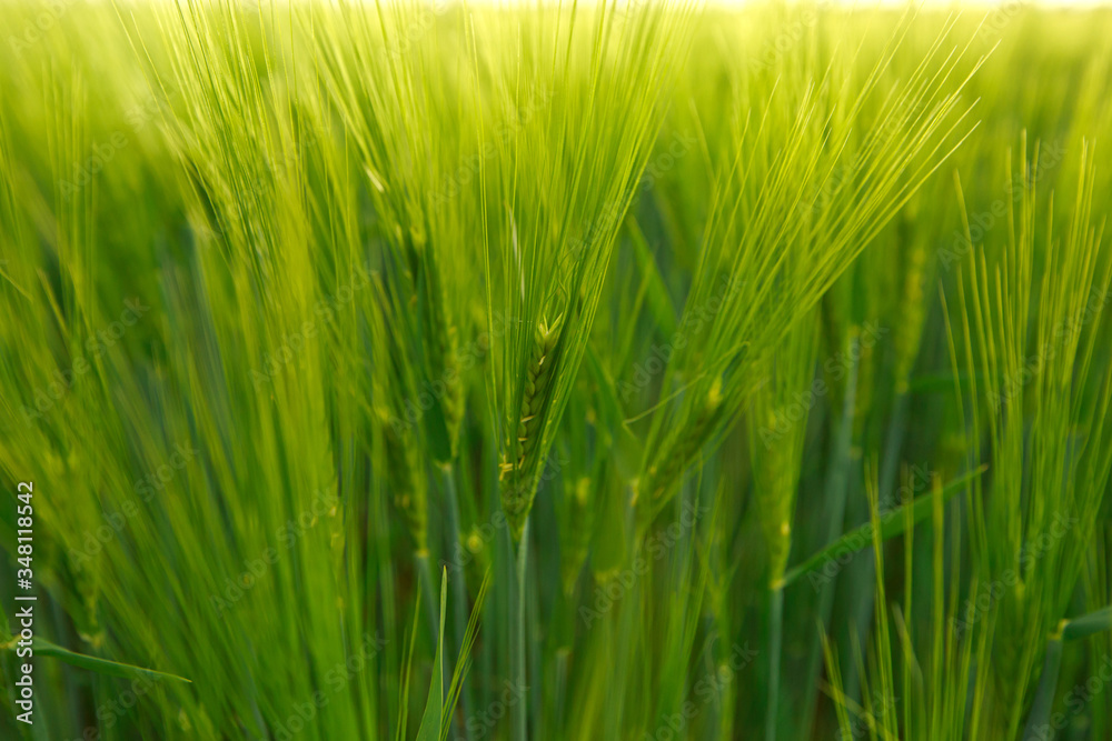 Spikelet of green wheat on the field Spikelet of green wheat on the field