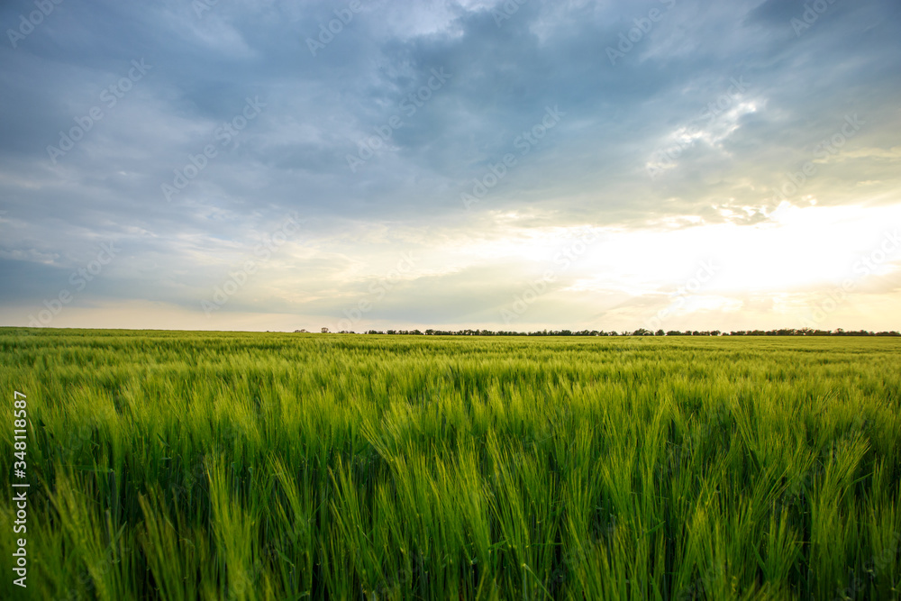 Cloudy sky over a green wheat field