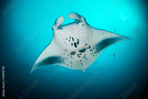 Manta ray swimming gracefully in clear blue water