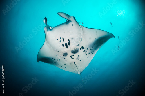 Manta ray swimming gracefully in clear blue water