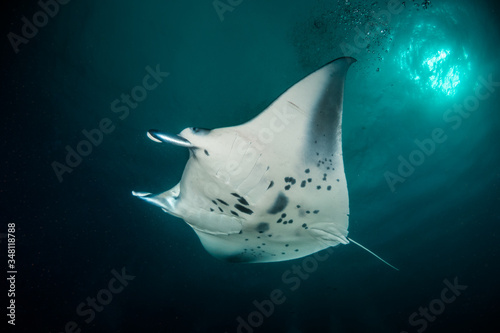 Manta ray swimming gracefully in clear blue water © Aaron