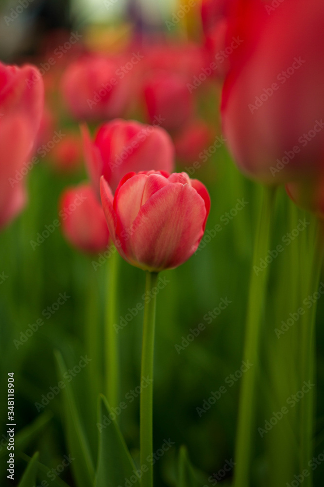 A bright red tulip flower background. Use it for a spring concept. Concept for holidays. Valentine's Day, 8th march, Mother's Day. 