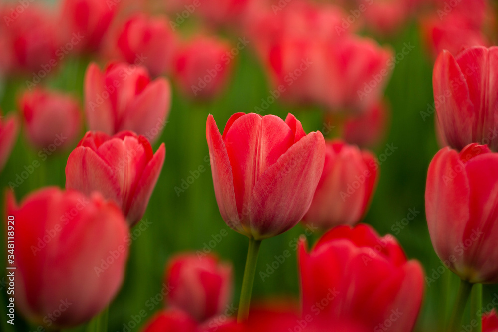 A bright red tulip flower background. Use it for a spring concept. Concept for holidays. Valentine's Day, 8th march, Mother's Day. A bright red tulip flower background. Use it for a spring concept. Concept for holidays. Valentine's Day, 8th march, Mother's Day.
