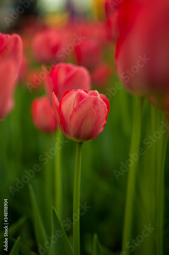 A bright red tulip flower background. Use it for a spring concept. Concept for holidays. Valentine s Day  8th march  Mother s Day. 