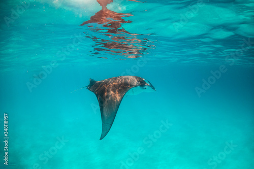 Manta ray swimming gracefully in clear blue water © Aaron