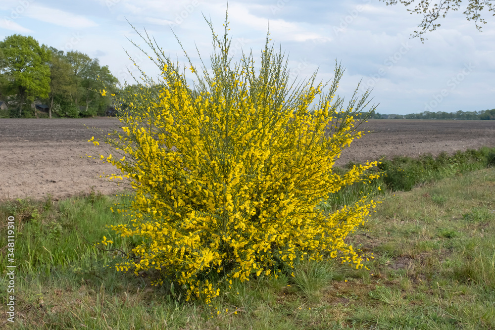 bright yellow broom or ginsestra flower Latin name cytisus scoparius or spachianus close up in spring in Italy blooming an evergreen bush