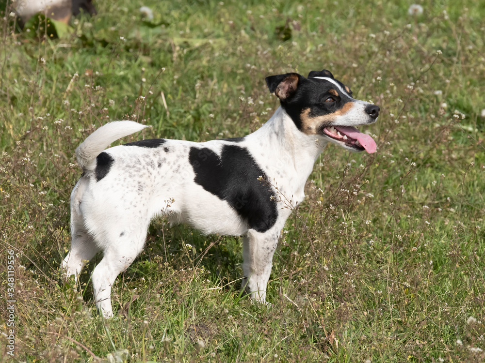 Black and white Jack Russell Terrier standing in a field, with his tongue out of the mouth