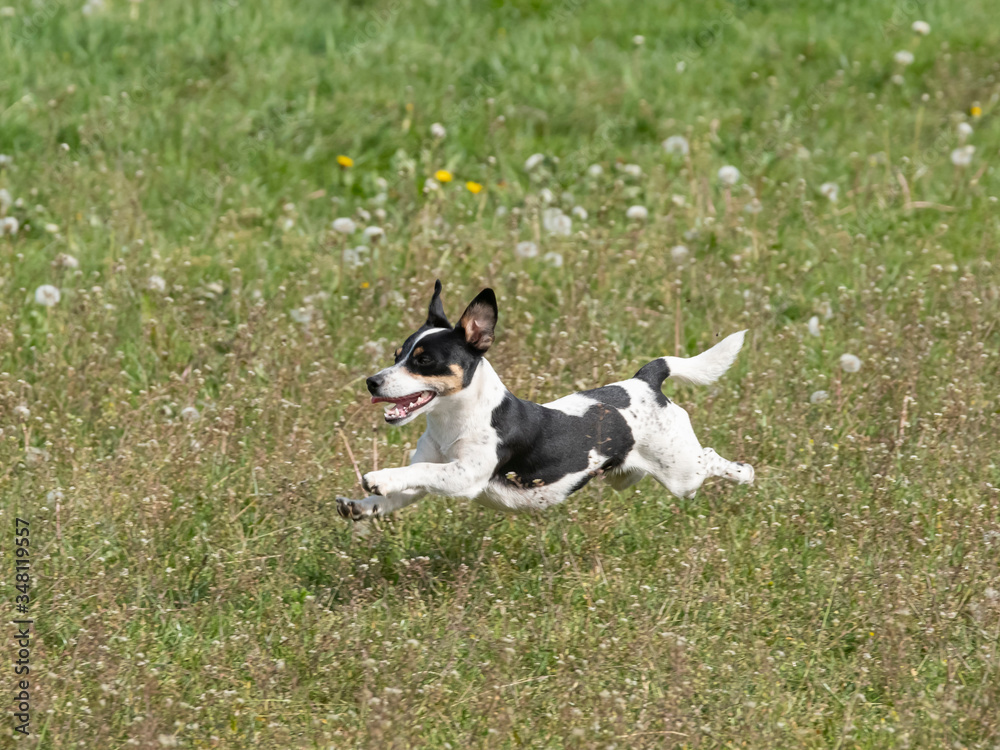 Nice young black and white Jack Russell Terrier running in a field