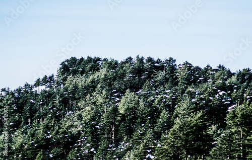Pine Tree Forests near patnitop, nathatop jammu India
 photo
