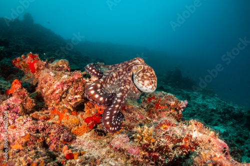 Octopus among colorful coral reef
