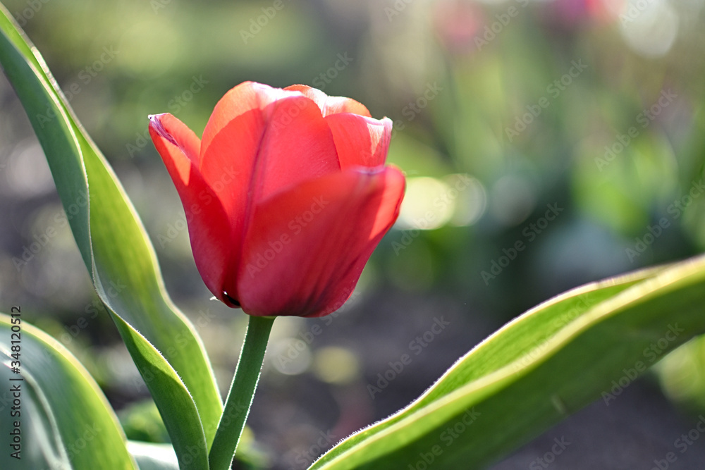 Naklejka premium Tulpen im Garten sind immer ein Blickfang