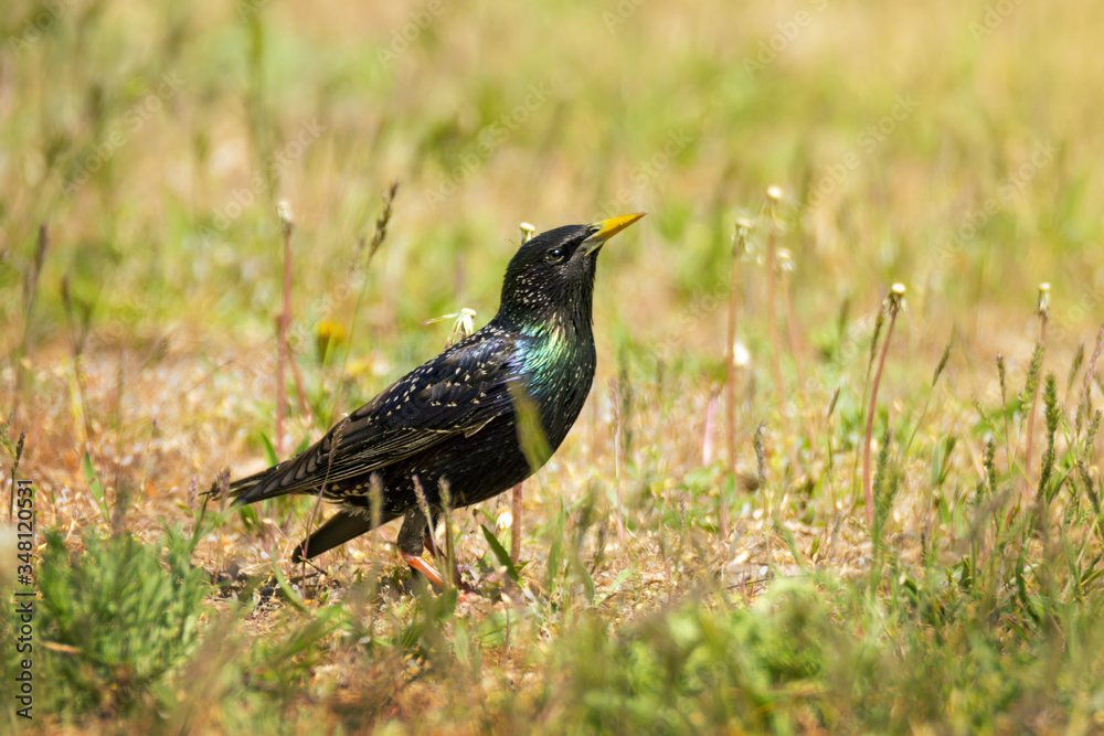 Obraz premium Single Common starling bird in green grass