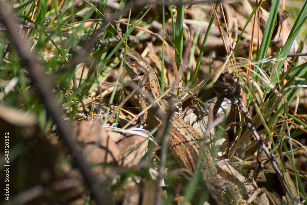 Lizard in Undergrowth Lizard in Undergrowth