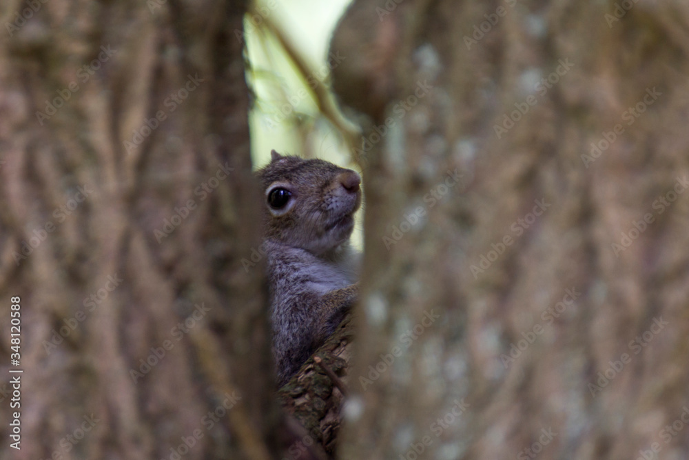 Obraz premium Squirrel Peekaboo