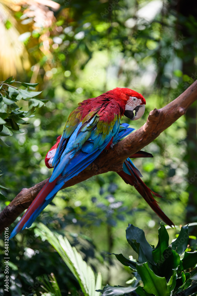 Beautiful macaw on the tree Beautiful macaw on the tree