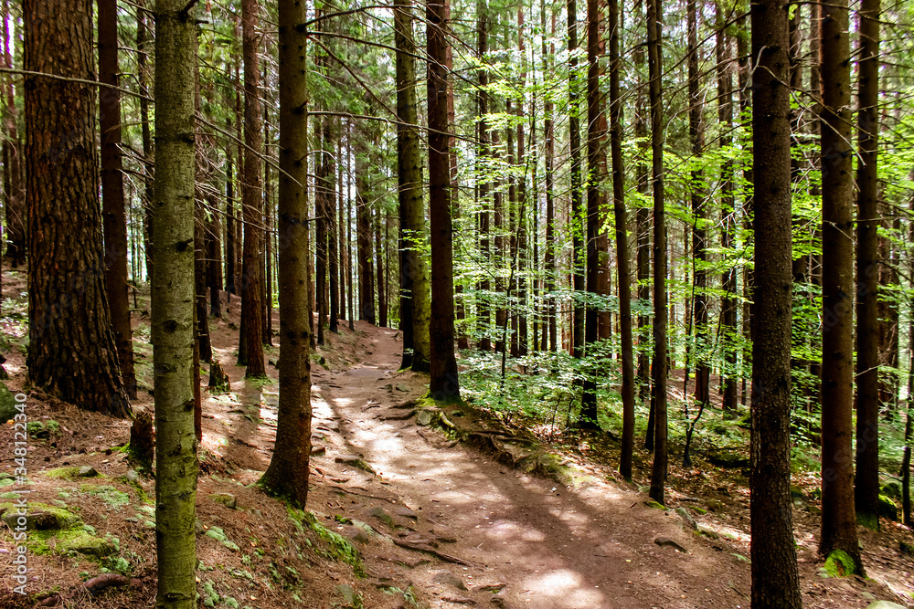 Ukraine. Summer landscape. Forest in the mountains. The sun's rays break through the crowns of trees. Ukraine. Summer landscape. Forest in the mountains. The sun's rays break through the crowns of trees.