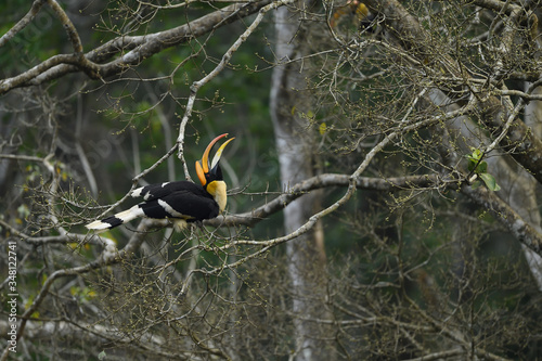 The great hornbill also known as the concave casqued hornbill, great Indian hornbill or great pied hornbill. photo