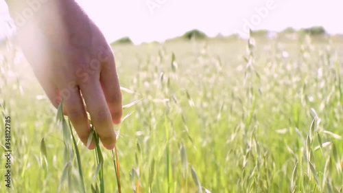 POV Scene woman's hand touching and passing through grassy plains and plants moved by the wind. Wheat fieldn point of view moving through it.  photo