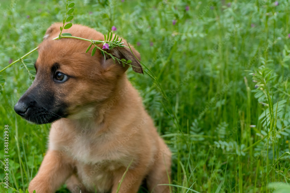 Little cute brown puppy with the flower on his head enjoying his time on the fresh grass and looking for something.