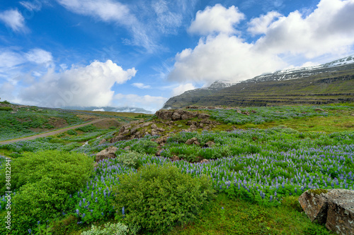 Panoramic view of beautiful and exciting nature of the Icelandic countryside, purple lupine blooms in the valley in the summer with blue skies and beautiful clouds. The tone is bright and refreshing.