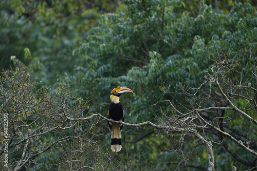 The great hornbill also known as the concave casqued hornbill, great Indian hornbill or great pied hornbill. photo