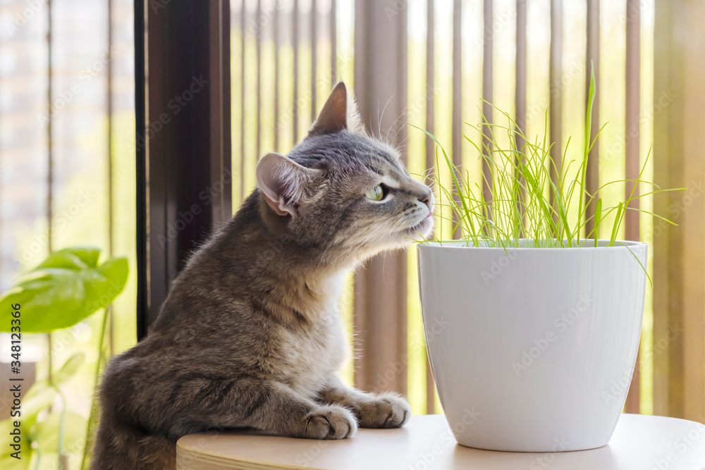 Gray tabby cat sniffing fresh green grass and green oats. Cat grass, pet grass. Pet care, Natural food and vitamins for pets concept. Health of Pets