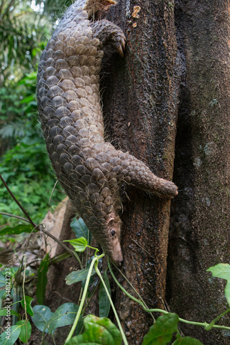 Pangolin