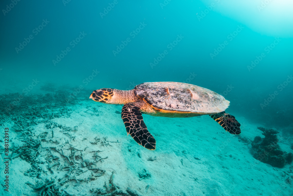 Obraz premium Hawksbill sea turtle swimming among coral reef with tropical fish