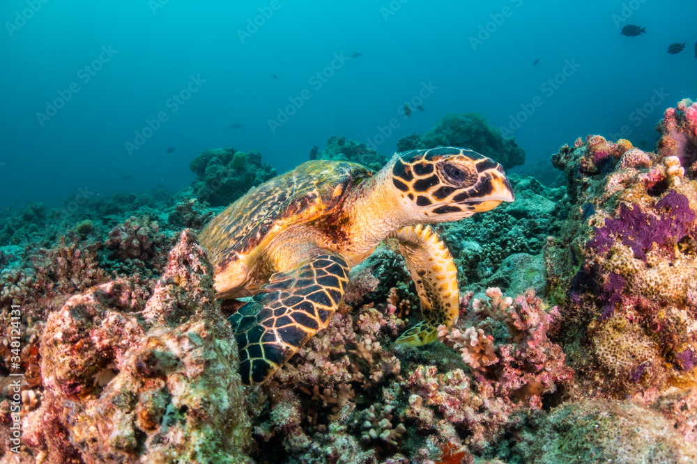 Hawksbill sea turtle swimming among coral reef with tropical fish