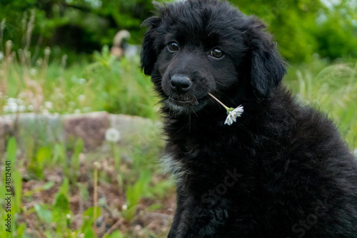 Little, cute, curly black puppy with a flower in his mouth enjoying his time on the fresh grass and looking for something.