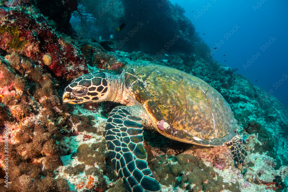 Obraz premium Hawksbill sea turtle swimming among coral reef with tropical fish