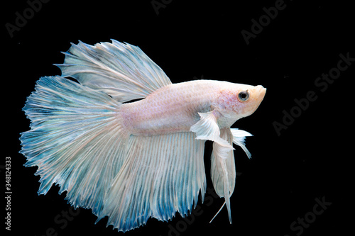 Obraz na płótnie siamese fighting fish on black background.