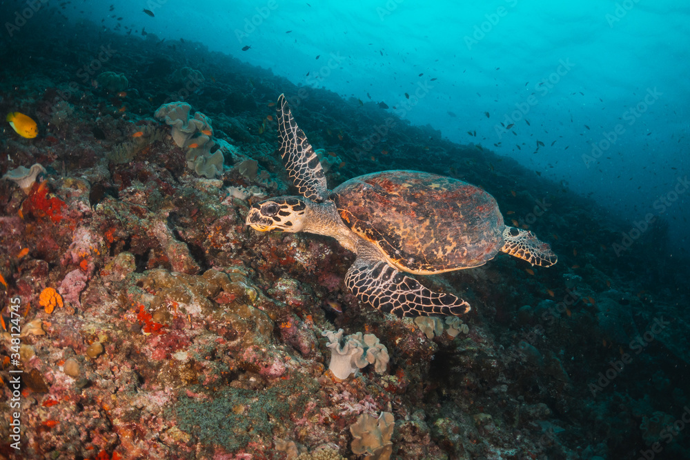 Fototapeta premium Hawksbill sea turtle swimming among coral reef with tropical fish