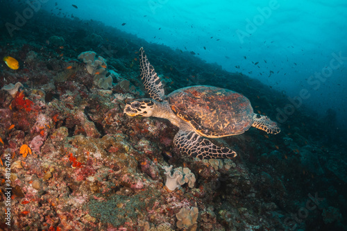 Hawksbill sea turtle swimming among coral reef with tropical fish © Aaron