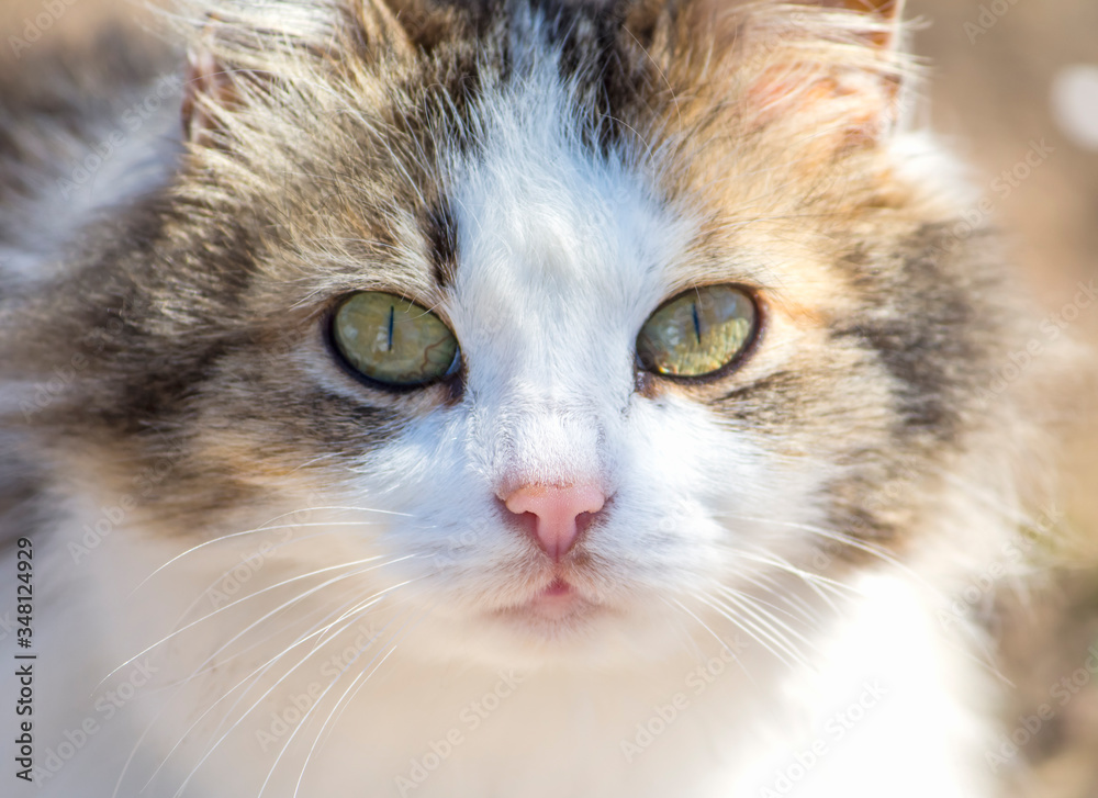 cat close-up with narrow pupils from the sun