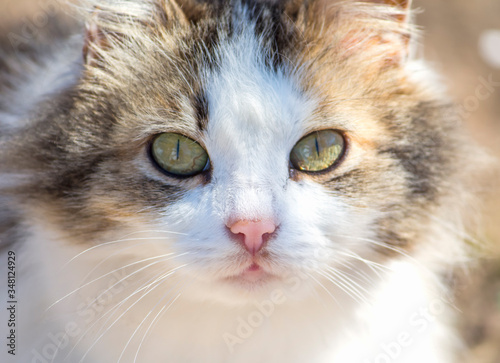 cat close-up with narrow pupils from the sun