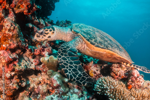 Sea turtle swimming among colorful coral reef © Aaron