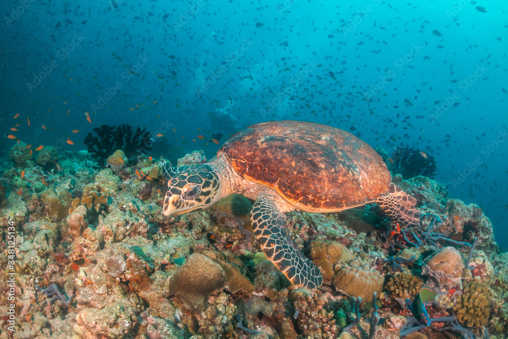 Sea turtle swimming among colorful coral reef