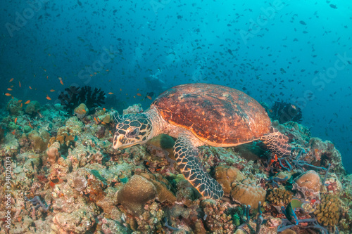 Sea turtle swimming among colorful coral reef