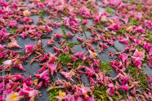 Close up low angle view of pink chestnut tree blossoms lying on medieval cobblestone pavement in Regensburg  Germany