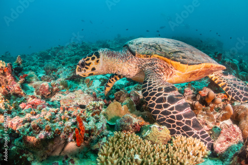 Sea turtle swimming among colorful coral reef © Aaron